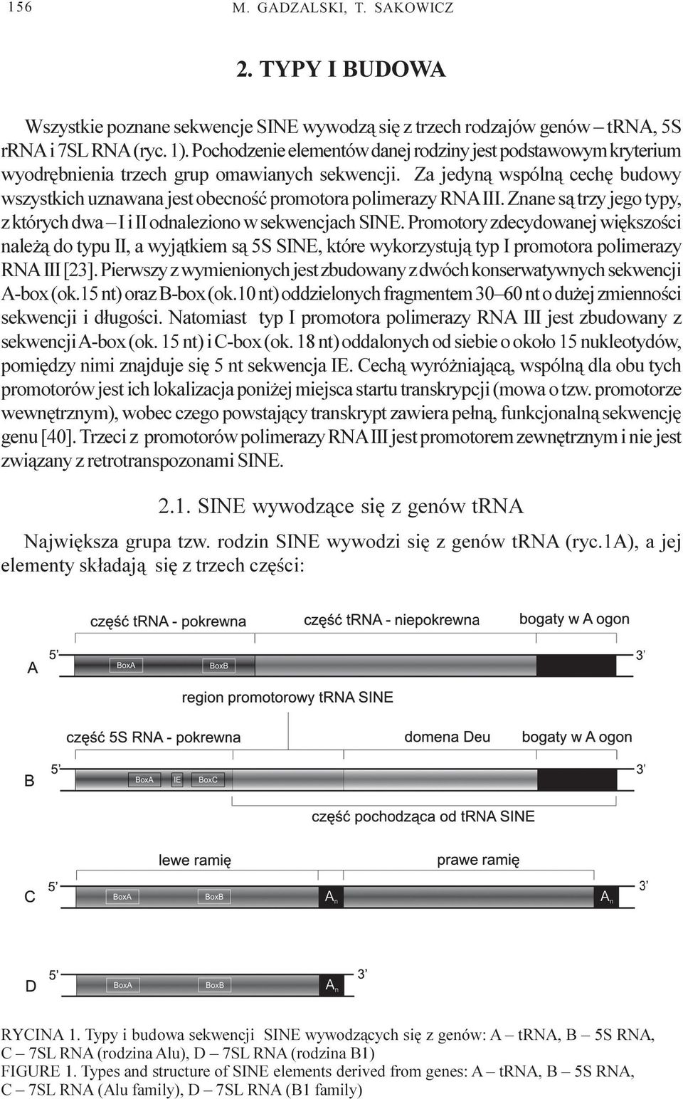 Za jedyn¹ wspóln¹ cechê budowy wszystkich uznawana jest obecnoœæ promotora polimerazy RNA III. Znane s¹ trzy jego typy, z których dwa I i II odnaleziono w sekwencjach SINE.