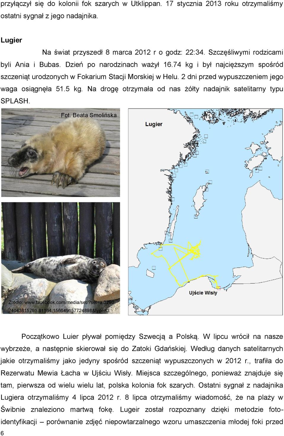 2 dni przed wypuszczeniem jego waga osiągnęła 51.5 kg. Na drogę otrzymała od nas żółty nadajnik satelitarny typu SPLASH. Fot. Beata Smolińska Źródło: www.facebook.com/media/set/?set=a.