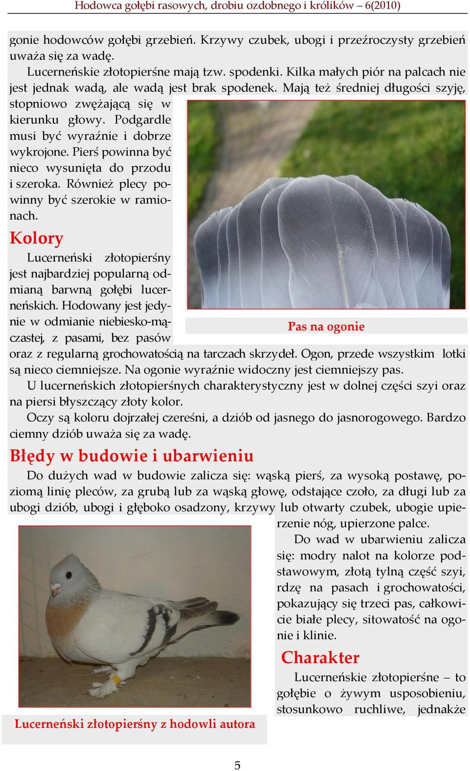 Podgardle musi być wyraźnie i dobrze wykrojone. Pierś powinna być nieco wysunięta do przodu i szeroka. Również plecy powinny być szerokie w ramionach.