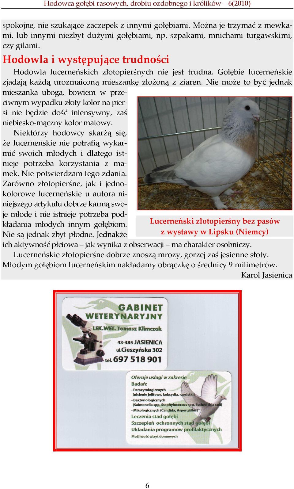 Nie może to być jednak mieszanka uboga, bowiem w przeciwnym wypadku złoty kolor na piersi nie będzie dość intensywny, zaś niebiesko-mączny kolor matowy.