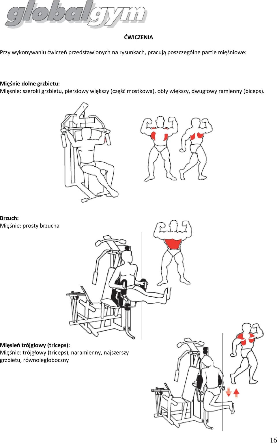 mostkowa), obły większy, dwugłowy ramienny (biceps).