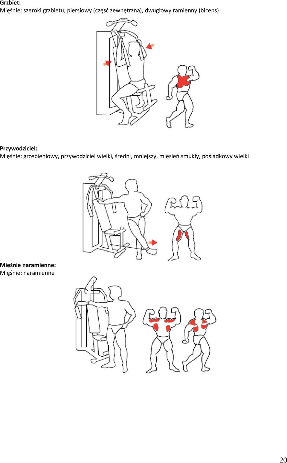 Mięśnie: grzebieniowy, przywodziciel wielki, średni,