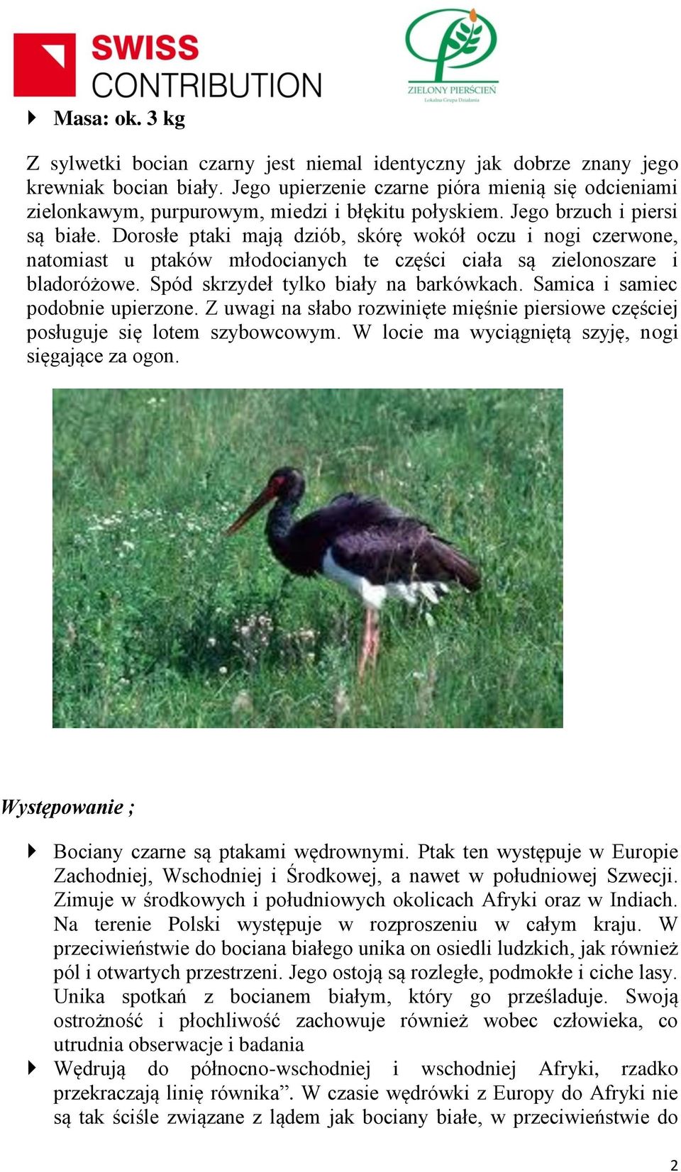 Dorosłe ptaki mają dziób, skórę wokół oczu i nogi czerwone, natomiast u ptaków młodocianych te części ciała są zielonoszare i bladoróżowe. Spód skrzydeł tylko biały na barkówkach.