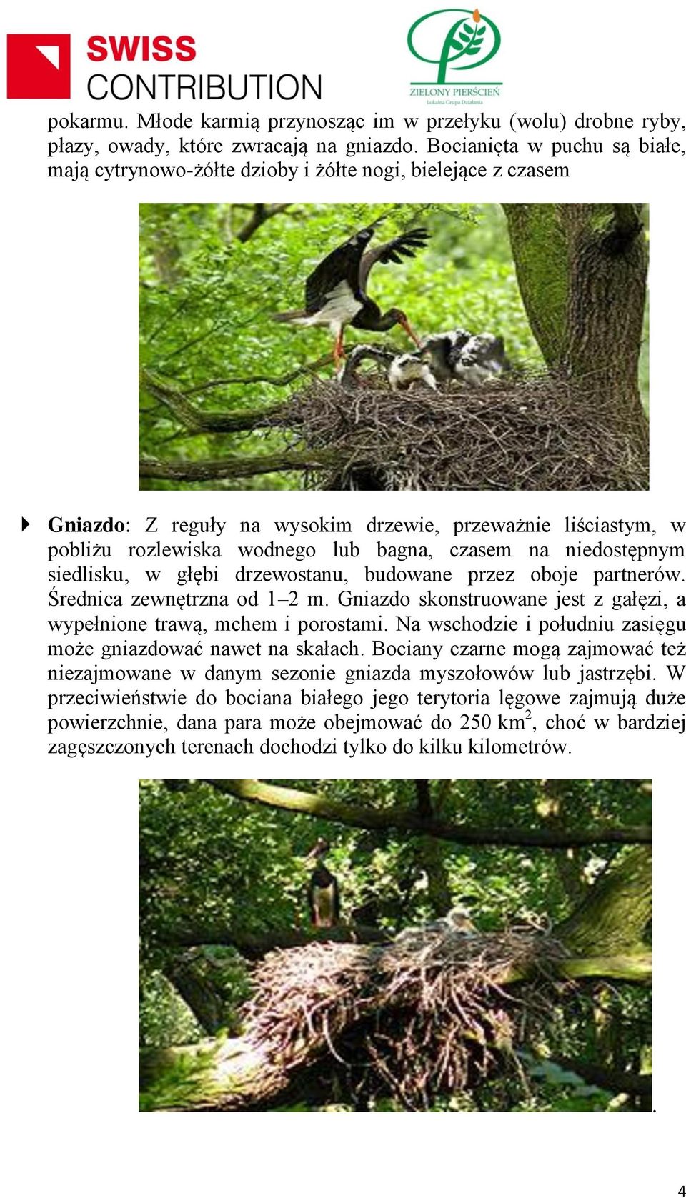 na niedostępnym siedlisku, w głębi drzewostanu, budowane przez oboje partnerów. Średnica zewnętrzna od 1 2 m. Gniazdo skonstruowane jest z gałęzi, a wypełnione trawą, mchem i porostami.