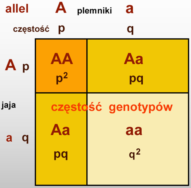 REGUŁA Hardy'ego-Weinberga dla dwu alleli dwumian (p + q) 2 = p 2 + 2pq + q 2 Wilhelm Weinberg (1862-1937) 1908 dowód stałości proporcji alleli niezaleŝnie G.H. Hardy Krzanowska et al.