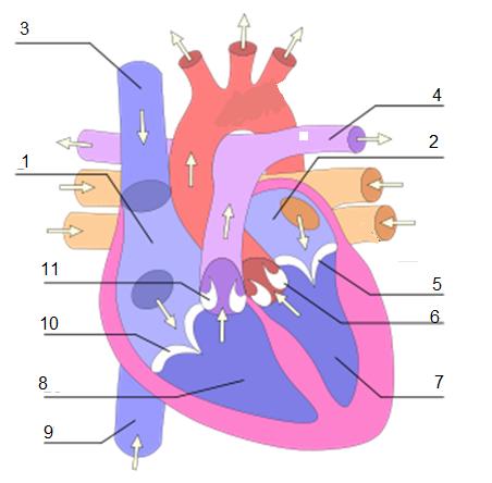 Lewa tętnica płucna Żyła główna górna Prawy przedsionek Lewy przedsionek Zastawka tójdzielcza