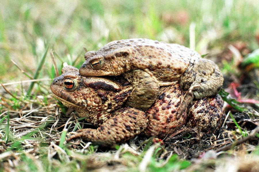 Ropucha szara największa