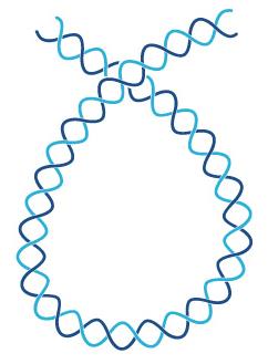 Liczba opleceń - Lk Wartość T określa liczbę skrętów jednej nici DNA wokół drugiej, czyli mówi o liczbie skrętów w dupleksie. Rys.13 Skrzyżowanie osi helisy.