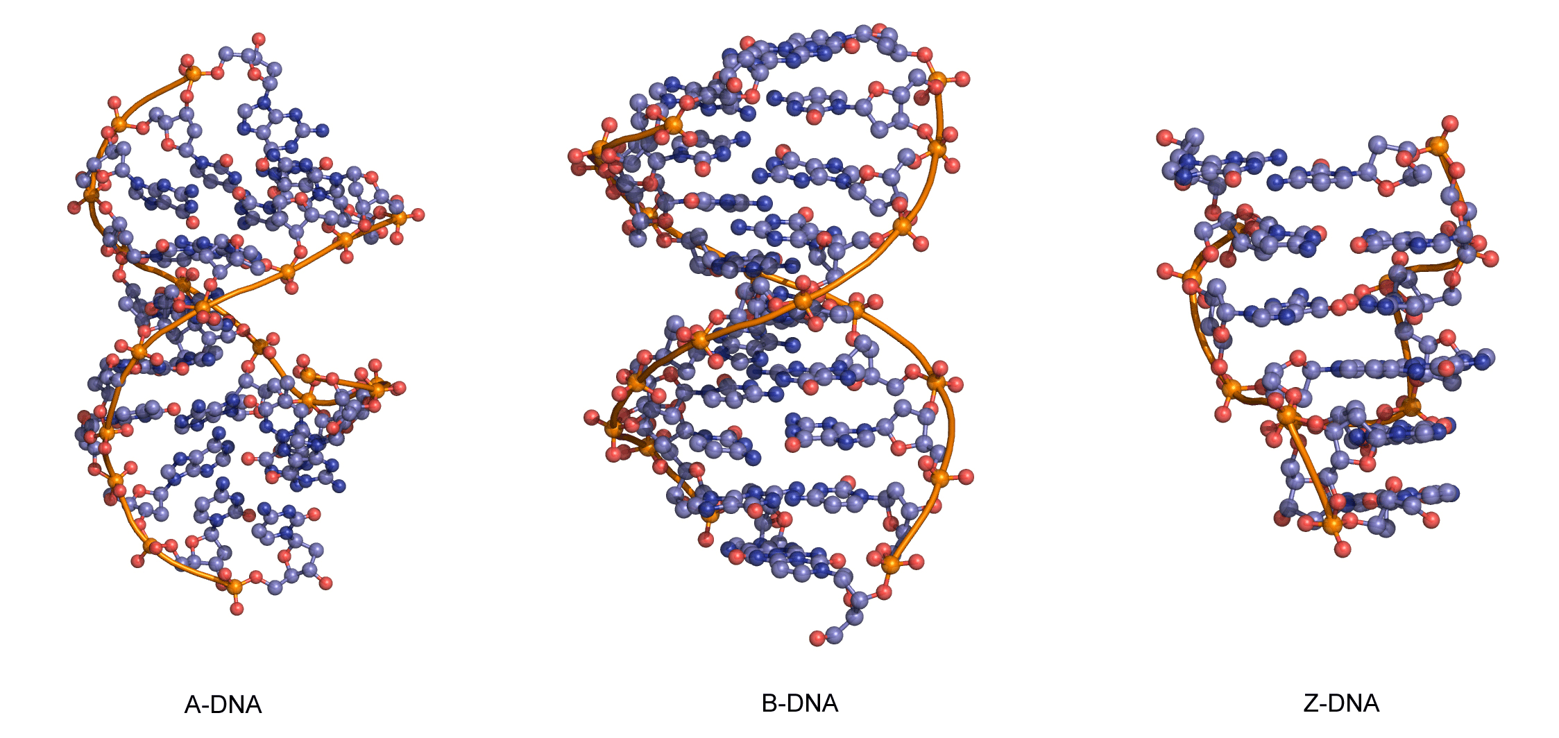 Budowa cząsteczki DNA A-DNA B-DNA Z-DNA Rys. 9 Rodzaje helis DNA.