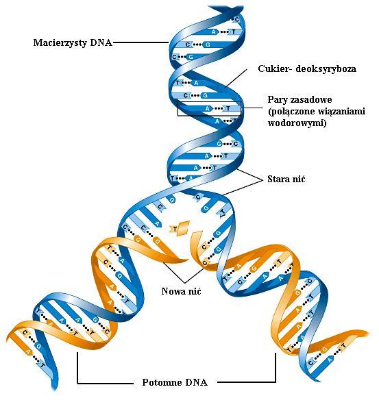 Replikacja cząsteczki DNA Replikacja jest procesem wiernego powielania DNA i z reguły poprzedza podział komórki.