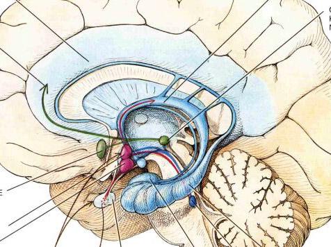 Pamięć a hipokamp Głównym objawem chorób mózgu, w których dochodzi do uszkodzenia hipokampa są zaburzenia pamięci opisowej (fakty,