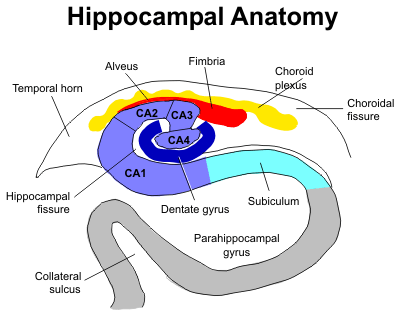 przestrzenna (topografia terenu), znaczenia bodźców oraz pamięć operacyjna (robocza) zależna jest od hipokampa - U naczelnych w tym