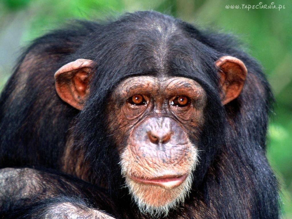 Badanie pamięci operacyjnej i przestrzennej u małp Test przestrzennych reakcji odroczonych