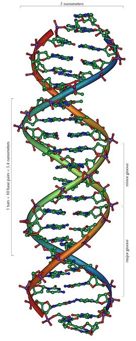 DNA DNA is composed of 4 bases: adenine (A), thymine (T), cytosine (C), and