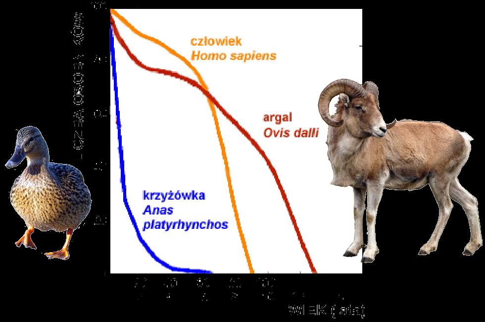 DYNAMIKA populacji krzywe przeżywania w stabilnej populacji do rozrodu przetrwać musi dostateczna liczba osobników jeśli rozrodczość nie kompensuje