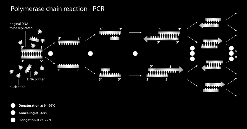 PCR Technika powielania (samo replikacji DNA).