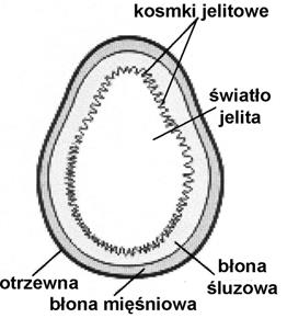 Zadanie 8. (2 pkt). Poszczególne odcinki przewodu pokarmowego swoją budową przystosowane są do pełnienia określonych funkcji. Wśród poniższych zdań od A 