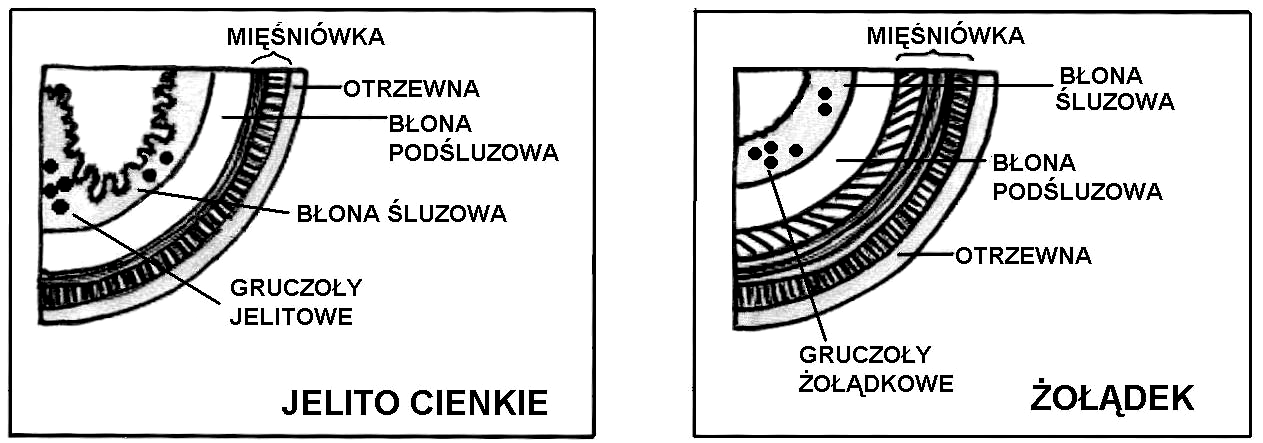 Zadanie 26. (2 pkt). Na schemacie przedstawiono trzy główne naczynia krwionośne wątroby. Strzałki oznaczają kierunek przepływu krwi.