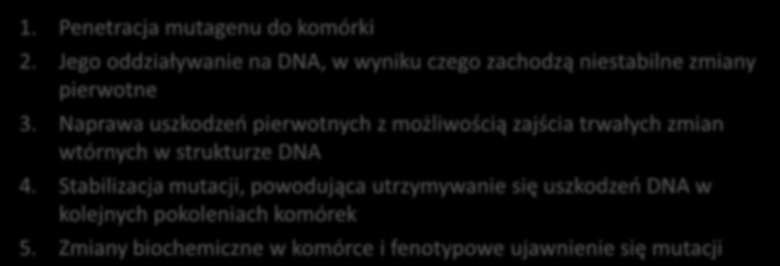 Etapy procesu mutagenizacji 1. Penetracja mutagenu do komórki 2. Jego oddziaływanie na DNA, w wyniku czego zachodzą niestabilne zmiany pierwotne 3.