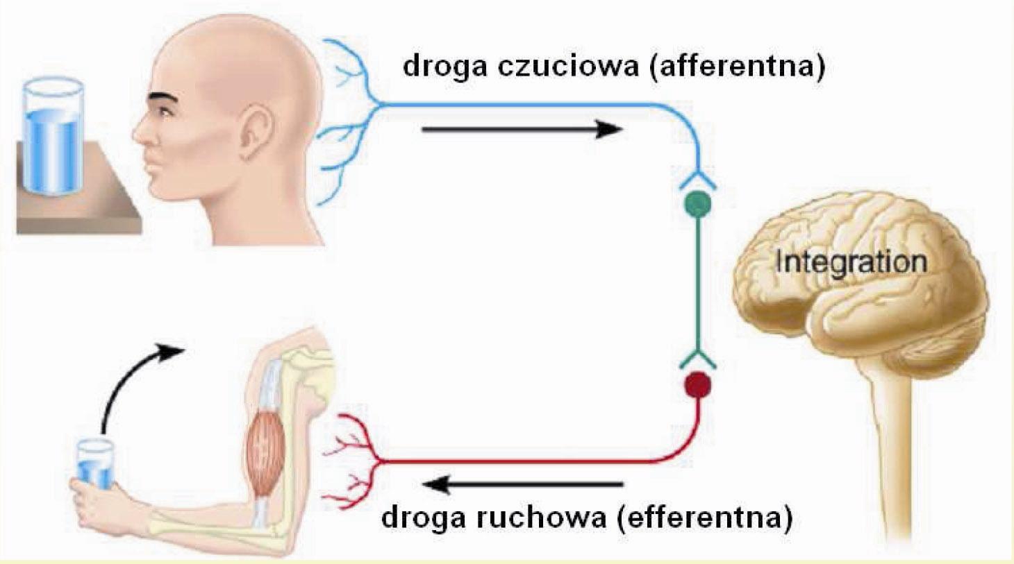 ODRUCH - JEDNOSTKA FUNKCJONALNA OUN Odruch reakcja efektora na bodziec, zachodząca za