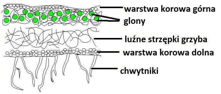 Co to są porosty?