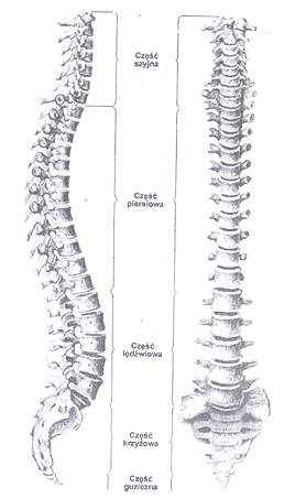 się mianem lordozy, natomiast piersiowy i krzyżowy wygięte są do tyłu, co określa się mianem kyfozy. Kręgosłup ludzki jest odpowiedzialny za przenoszenie obciążeń.