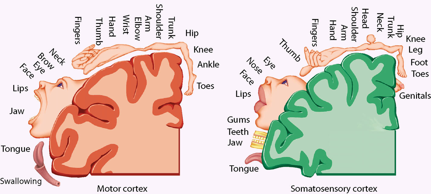 Reprezentacje korowe Odwrócenie kontrlateralne: lewa strona ciała ma reprezentacje w prawej półkuli.