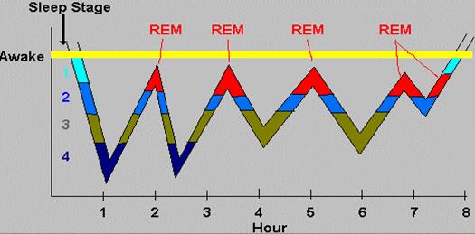 Hipnogram Przebieg snu zależny jest od zwierzęcia oraz wieku: Osoby dorosłe: 4-6 cykli snu, każdy następny cykl jest płytszy a faza snu REM dłuższa, fazy snu występują w stałej kolejności.