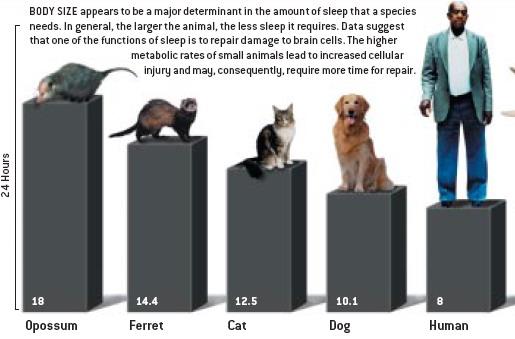 Deprywacja senna Śmierć szczura następuje po 11-32 dniach bez snu.
