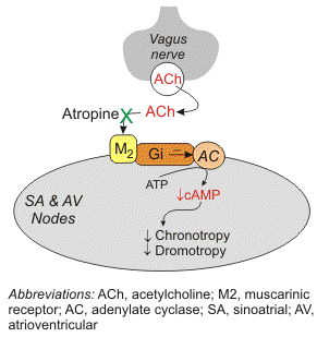 Pobudzenie rec. M 2 aktywuje acetylocholinozależne i adenozynozależne kanały potasowe oraz hamuje cyklazę adenylową (CA) poprzez białko Gi 1.