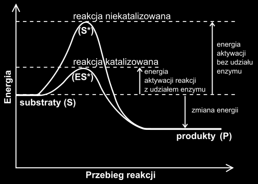 Wszystkie enzymy - są katalizatorami obniżającymi energię potrzebną do