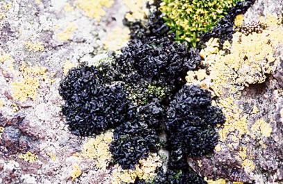 NMR studies reveal molecular changes in lichens NMR spectrometry reveals molecular structure of tested samples.