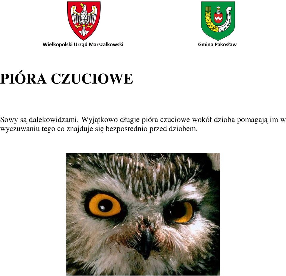 dzioba pomagają im w wyczuwaniu tego