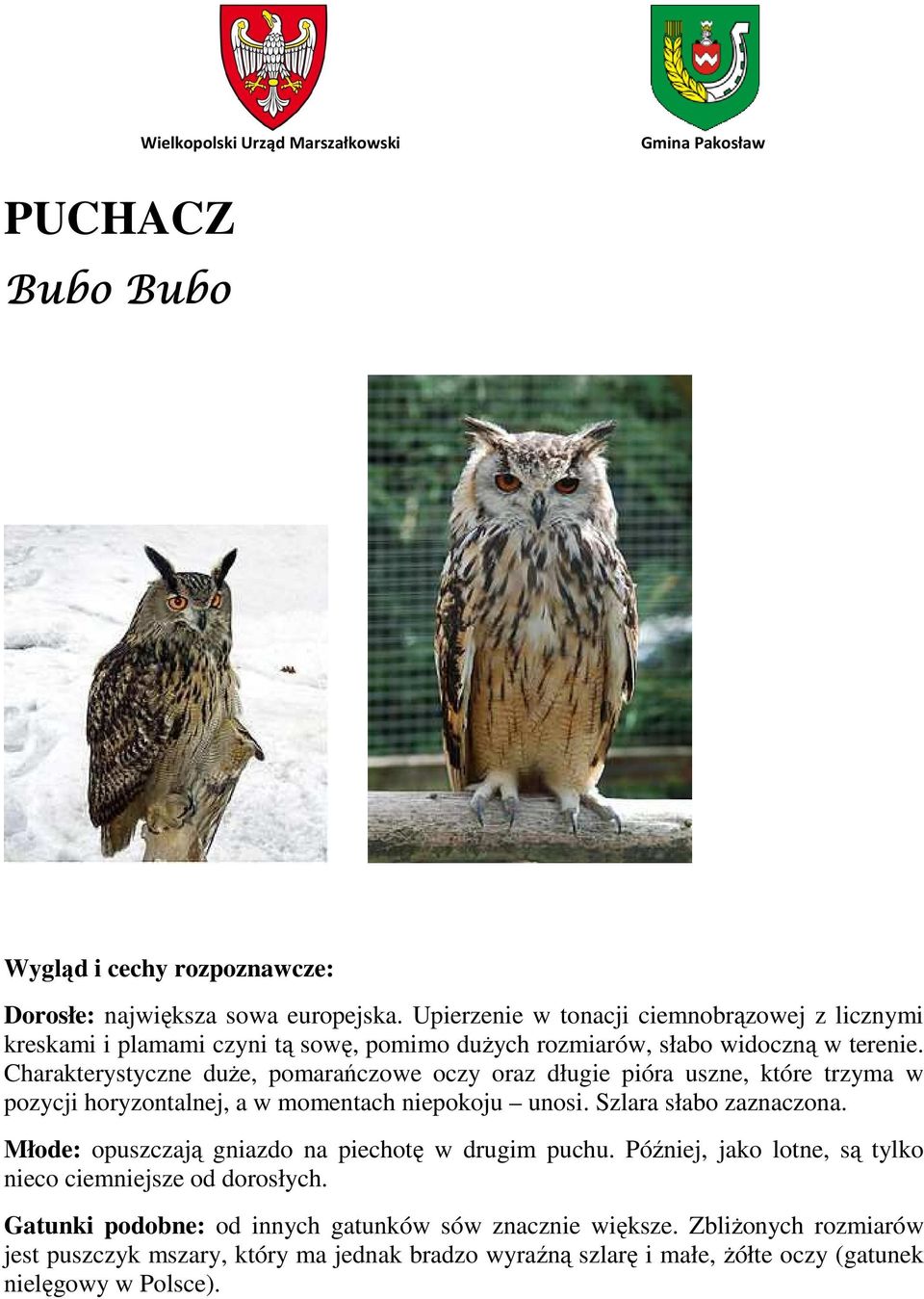 Charakterystyczne duże, pomarańczowe oczy oraz długie pióra uszne, które trzyma w pozycji horyzontalnej, a w momentach niepokoju unosi. Szlara słabo zaznaczona.