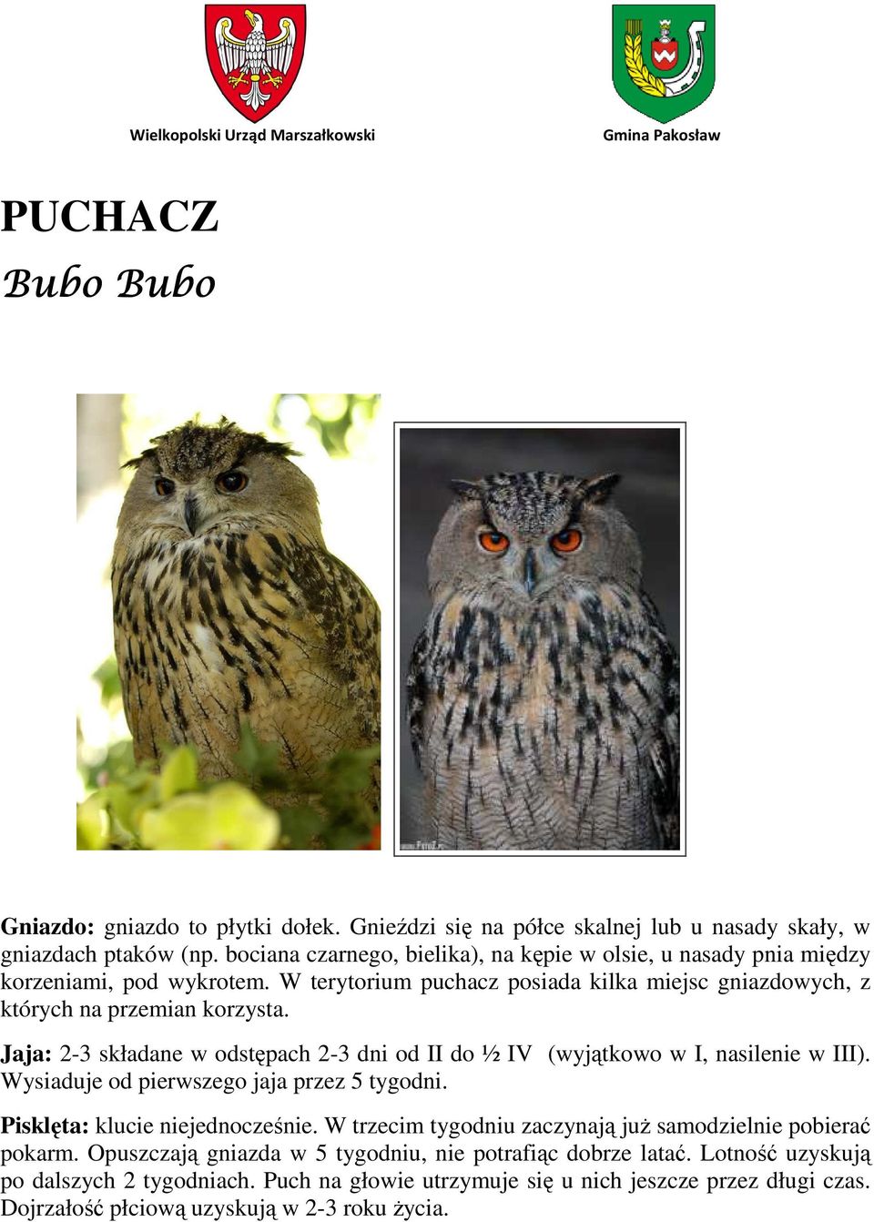 Jaja: 2-3 składane w odstępach 2-3 dni od II do ½ IV (wyjątkowo w I, nasilenie w III). Wysiaduje od pierwszego jaja przez 5 tygodni. Pisklęta: klucie niejednocześnie.