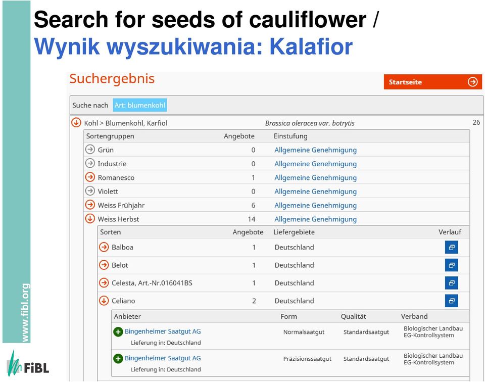 cauliflower /