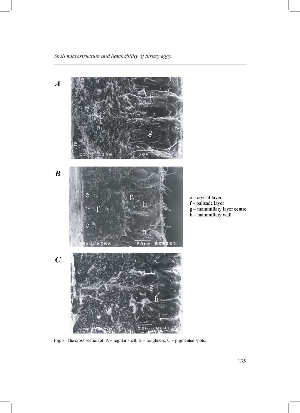 layer centre h mammillary wall h h C e g f h Fig. 3.