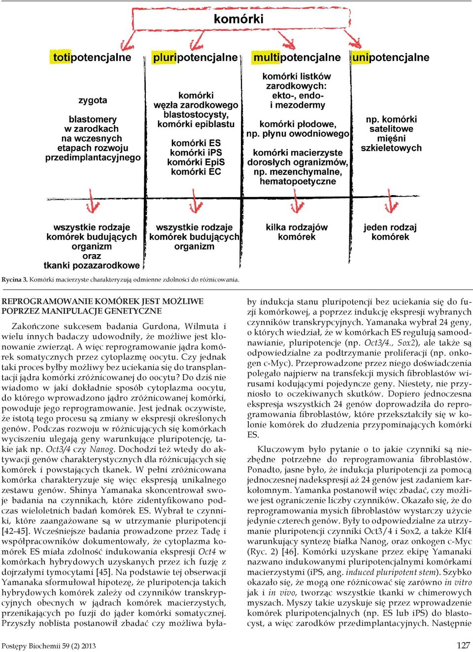 A więc reprogramowanie jądra komórek somatycznych przez cytoplazmę oocytu. Czy jednak taki proces byłby możliwy bez uciekania się do transplantacji jądra komórki zróżnicowanej do oocytu?