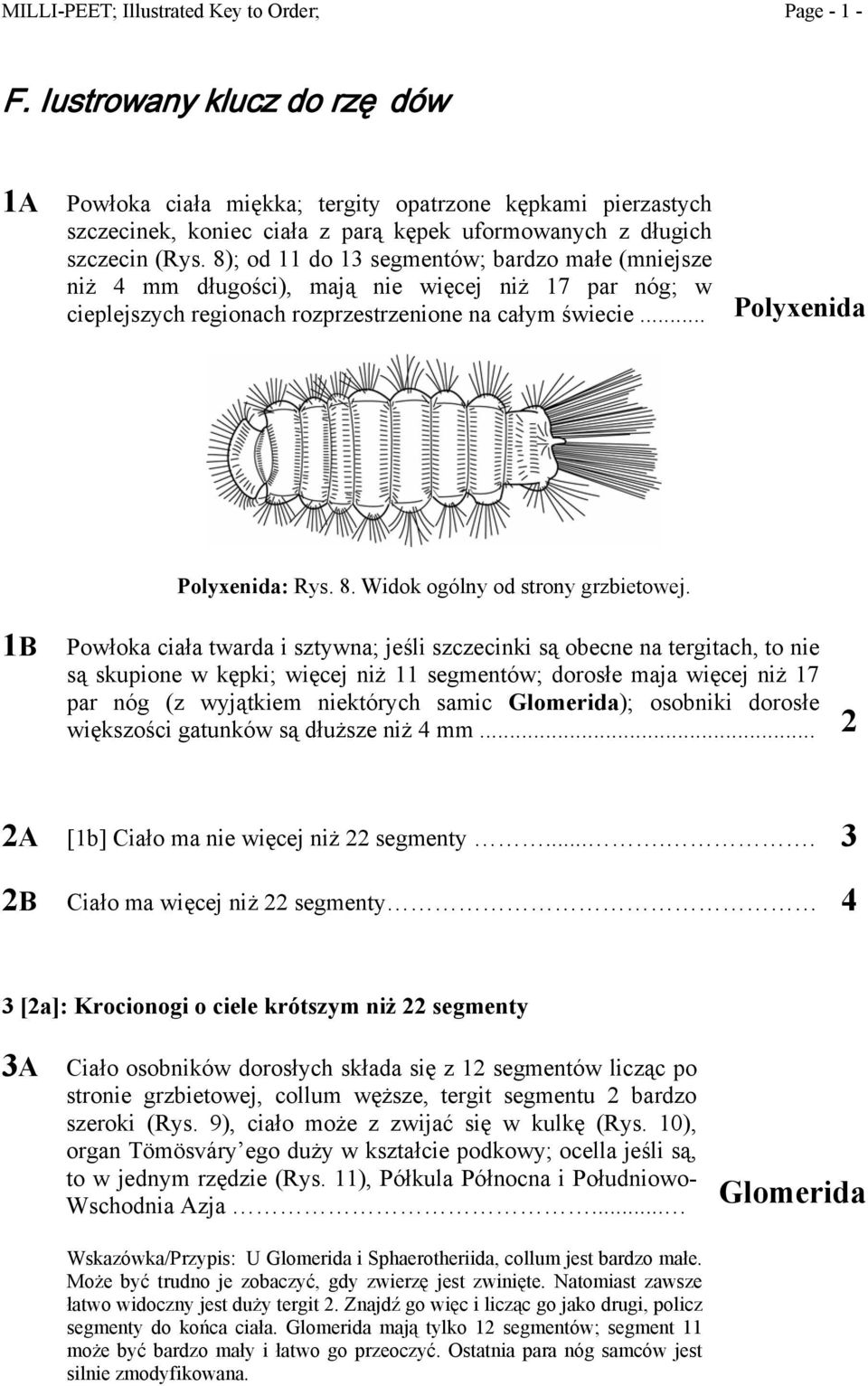 8); od 11 do 13 segmentów; bardzo małe (mniejsze niż 4 mm długości), mają nie więcej niż 17 par nóg; w cieplejszych regionach rozprzestrzenione na całym świecie... Polyxenida Polyxenida: Rys. 8.