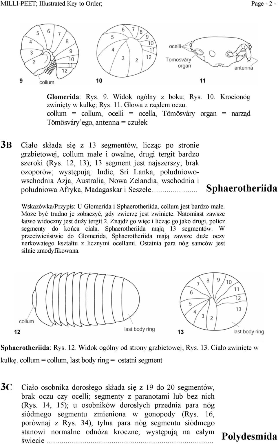 szeroki (Rys. 12, 13); 13 segment jest najszerszy; brak ozoporów; występują: Indie, Sri Lanka, południowowschodnia Azja, Australia, Nowa Zelandia, wschodnia i południowa Afryka, Madagaskar i Seszele.