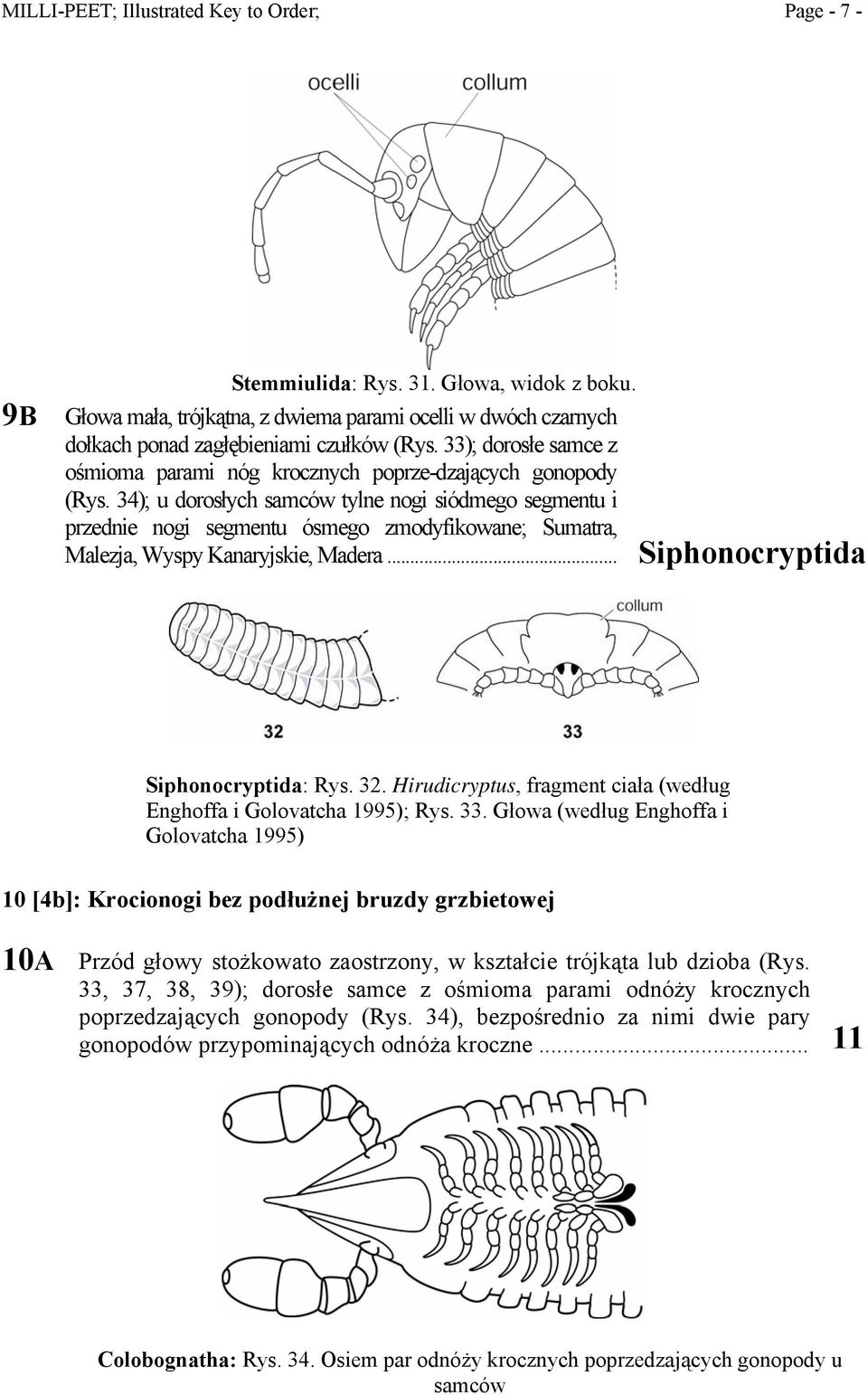 34); u dorosłych samców tylne nogi siódmego segmentu i przednie nogi segmentu ósmego zmodyfikowane; Sumatra, Malezja, Wyspy Kanaryjskie, Madera... Siphonocryptida Siphonocryptida: Rys. 32.