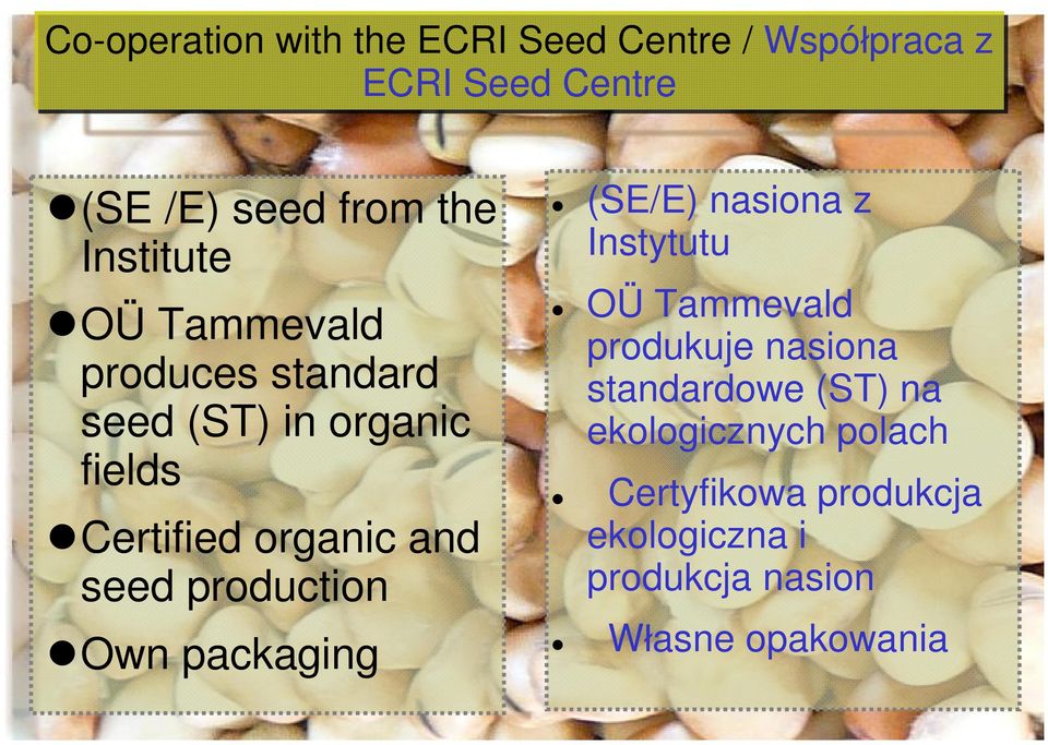 production Own packaging (SE/E) nasiona z Instytutu OÜ Tammevald produkuje nasiona standardowe