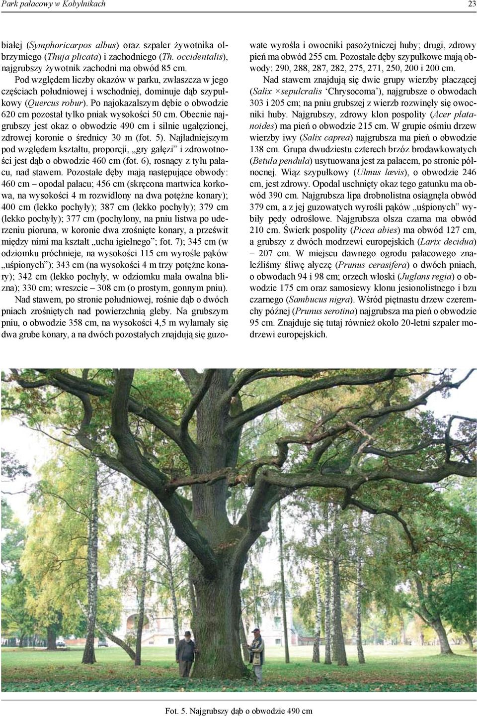 Po najokazalszym dębie o obwodzie 620 cm pozostał tylko pniak wysokości 50 cm. Obecnie najgrubszy jest okaz o obwodzie 490 cm i silnie ugałęzionej, zdrowej koronie o średnicy 30 m (fot. 5).