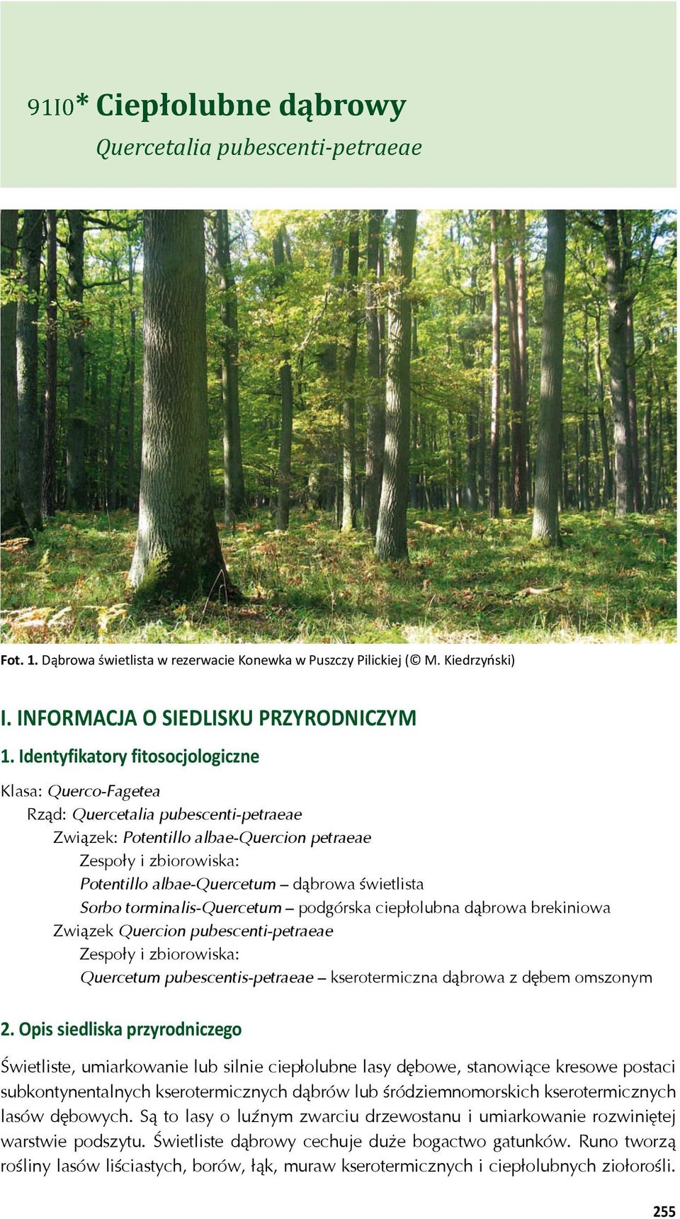 wietlista Sorbo torminalis-quercetum podgórska ciep olubna d browa brekiniowa Zwi zek Quercion pubescenti-petraeae Zespo y i zbiorowiska: Quercetum pubescentis-petraeae kserotermiczna d browa z d bem