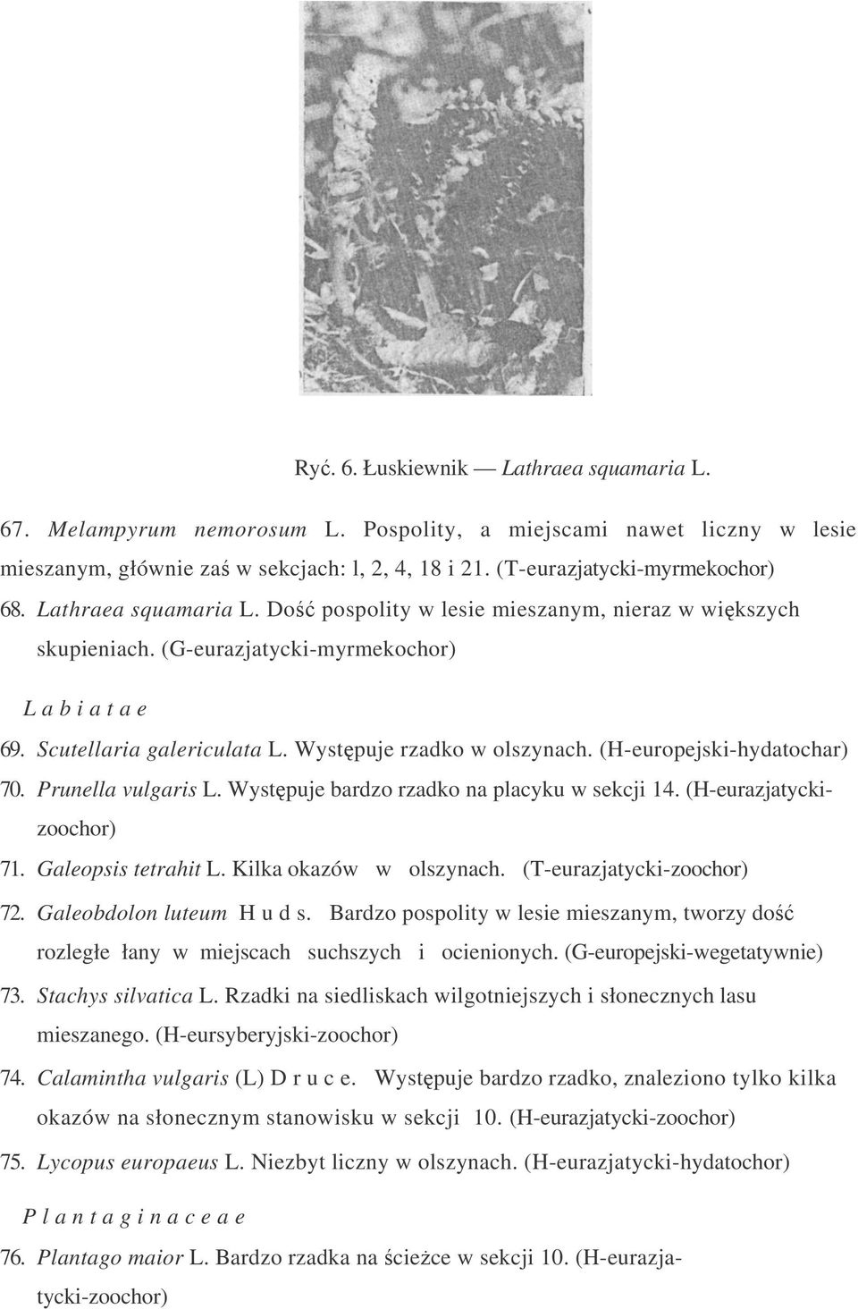 (H-europejski-hydatochar) 70. Prunella vulgaris L. Wystpuje bardzo rzadko na placyku w sekcji 14. (H-eurazjatyckizoochor) 71. Galeopsis tetrahit L. Kilka okazów w olszynach.