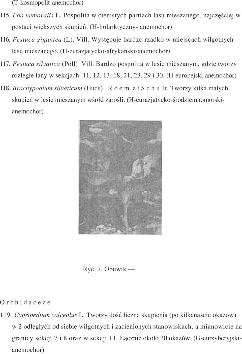 Bardzo pospolita w lesie mieszanym, gdzie tworzy rozległe łany w sekcjach: 11, 12, 13, 18, 21, 23, 29 i 30. (H-europejski-anemochor) 118. Brachypodium silvaticum (Huds) R o e m. e t S c h u 1t.