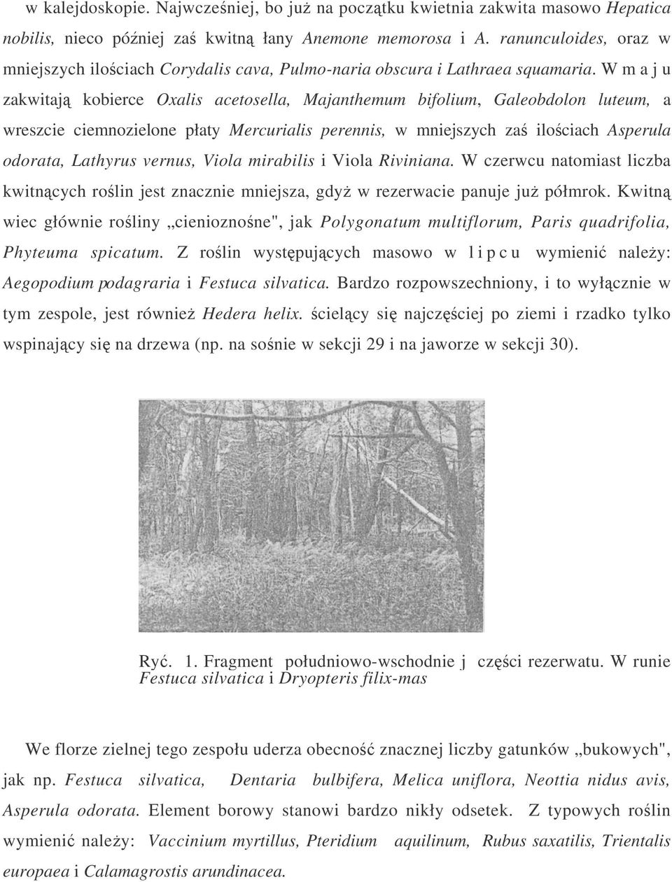 W m a j u zakwitaj kobierce Oxalis acetosella, Majanthemum bifolium, Galeobdolon luteum, a wreszcie ciemnozielone płaty Mercurialis perennis, w mniejszych za ilo ciach Asperula odorata, Lathyrus