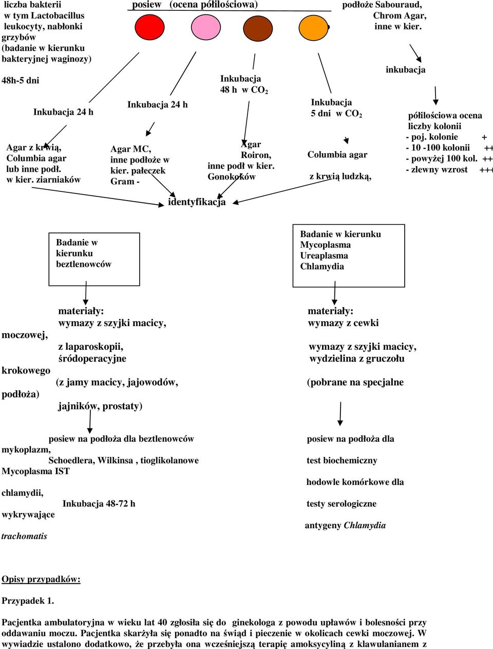 pałeczek Gram - identyfikacja Agar Roiron, inne podł w kier. Gonokoków Columbia agar z krwią ludzką, półilościowa ocena liczby kolonii - poj. kolonie + - 10-100 kolonii ++ - powyŝej 100 kol.