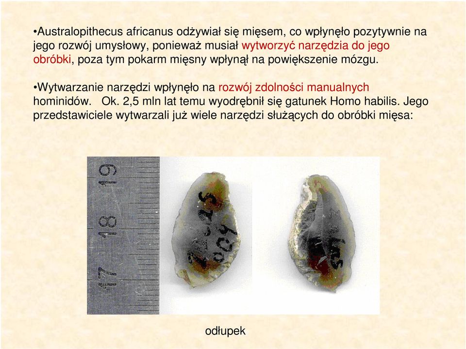 Wytwarzanie narzędzi wpłynęło na rozwój zdolności manualnych hominidów. Ok.