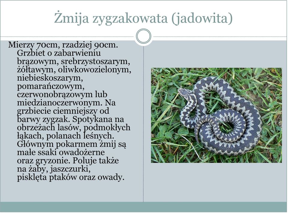 czerwonobrązowym lub miedzianoczerwonym. Na grzbiecie ciemniejszy od barwy zygzak.